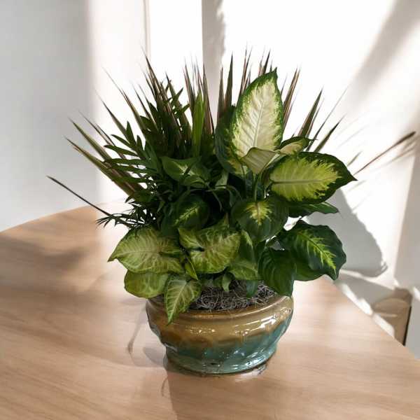 Potted arrangement of assorted green foliage in a ceramic planter