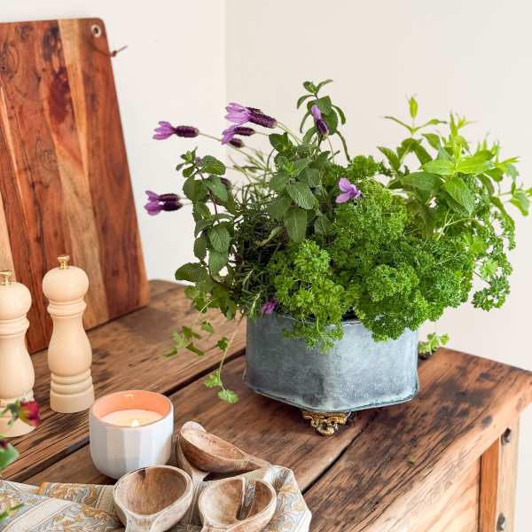 Potted herb arrangement with purple flowers in a metal container