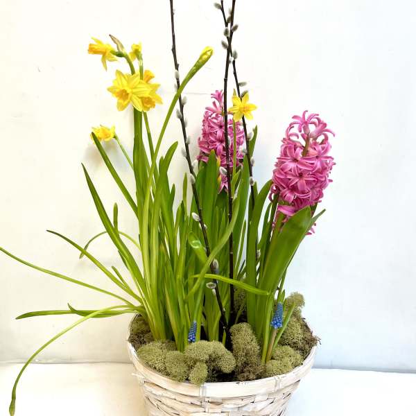 Basket arrangement with yellow daffodils, pink hyacinths, and pussy willow branches