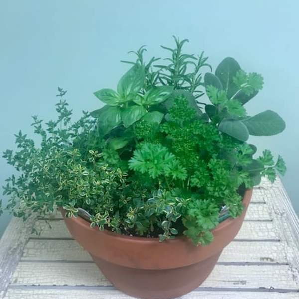 A terracotta bowl planter filled with assorted green herbs and foliage