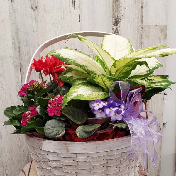 Basket arrangement with red cyclamen, pink blooms, and purple ribbon