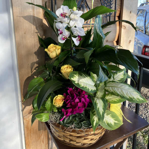 Basket garden with white orchid, yellow roses, fuchsia blooms, and assorted foliage plants