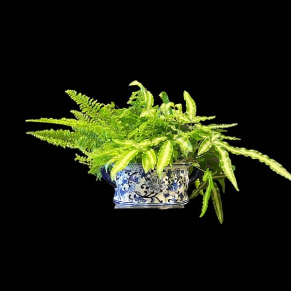 Oval Ceramic with a variety of ferns