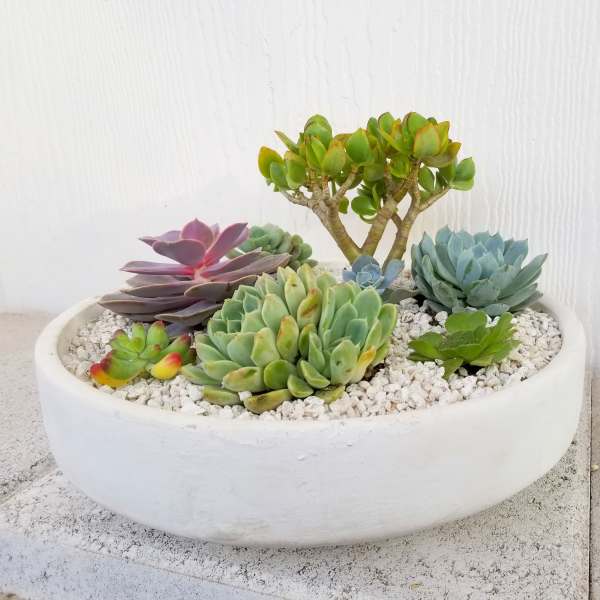 Succulent arrangement in a white bowl planter with white gravel