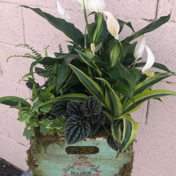 White calla lilies and mixed green plants in a rustic wooden crate