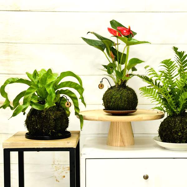 Three moss ball potted plants displayed on small stands and a cabinet.