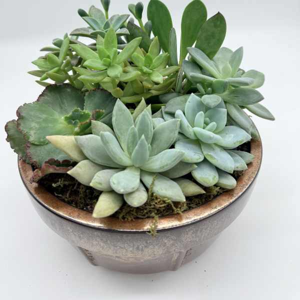 Potted succulent arrangement in a shallow ceramic bowl