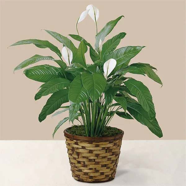 Potted peace lily with white blooms in a woven basket