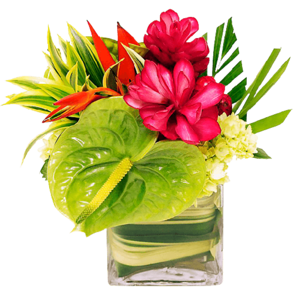 Taste of the Tropics , Designer Choice