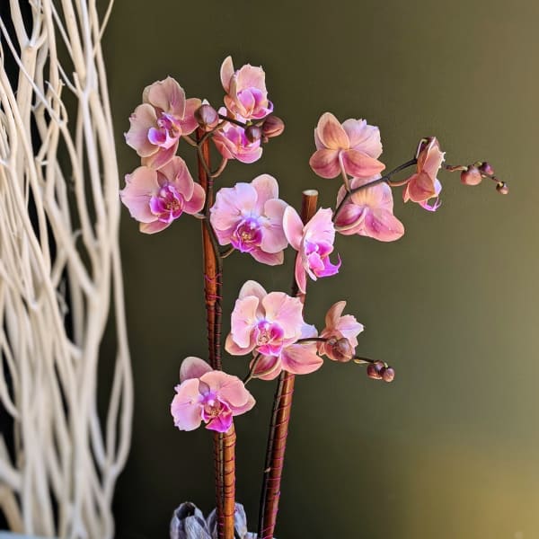 Pink orchids in a white pot with broad green leaves