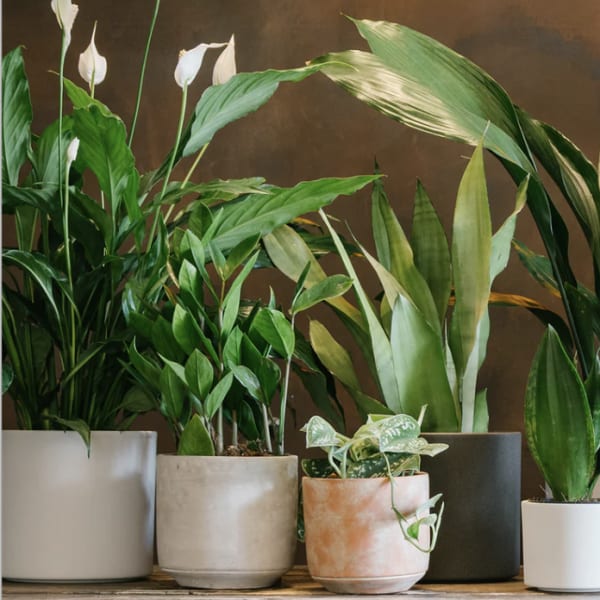 Assorted potted houseplants in ceramic containers
