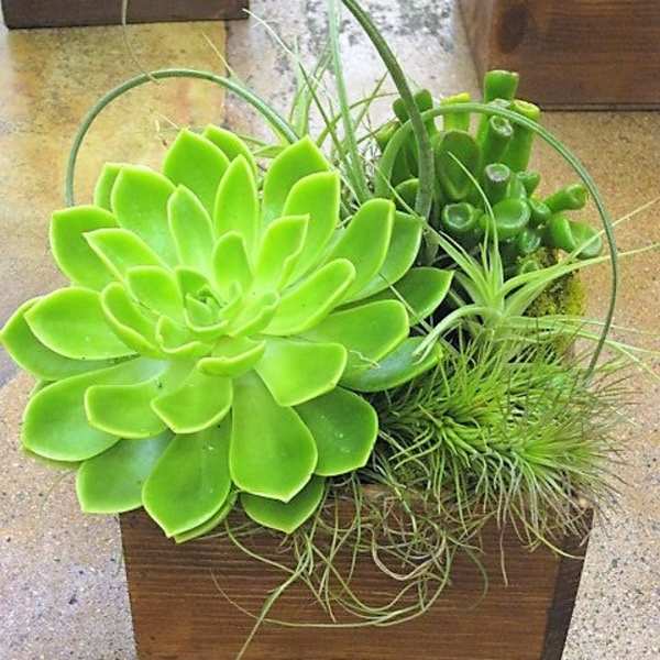 Green succulent and air plants in a small wooden box planter