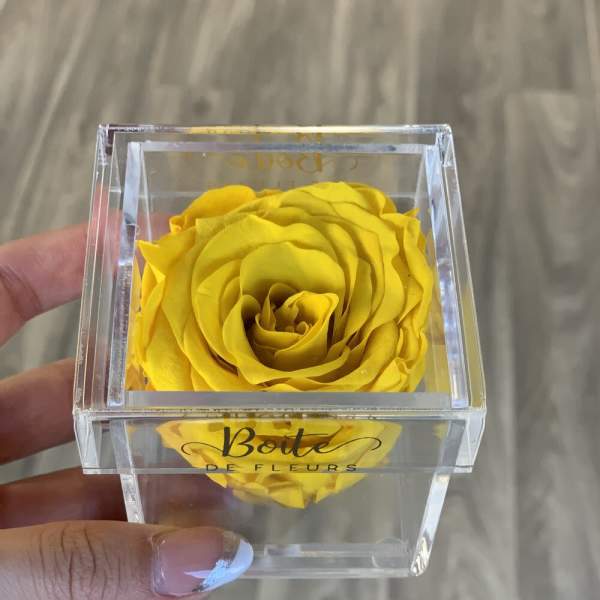 Yellow rose in a clear acrylic box
