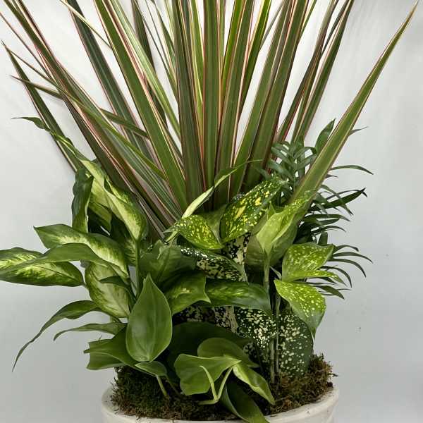Mixed green houseplants in a white ceramic pot