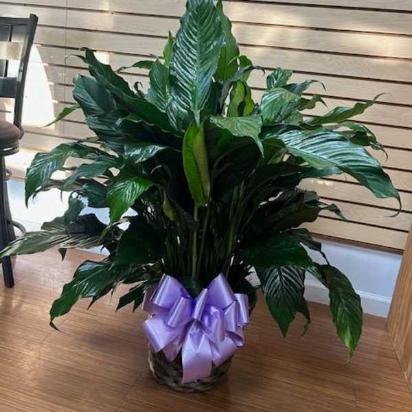 Large green potted plant with a purple ribbon bow