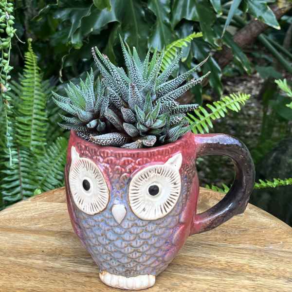 Succulent in an owl-shaped ceramic mug planter