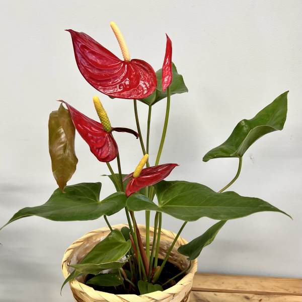Potted anthurium plant with red blooms in a woven basket