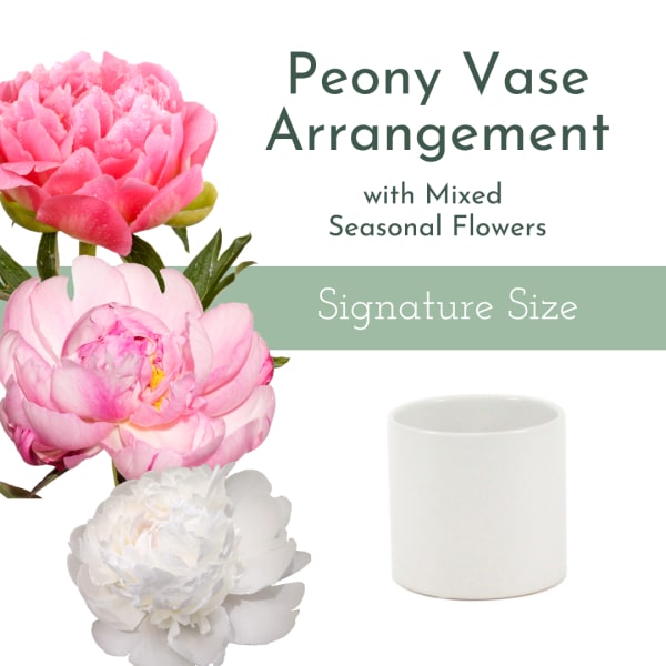 Graphic of pink and white peony blooms with a simple white cylinder vase for a peony vase arrangement