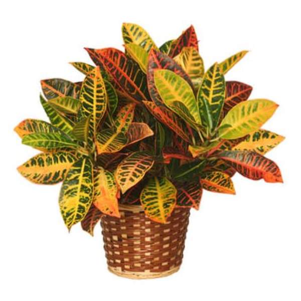 Potted croton plant with multicolored leaves in a woven basket