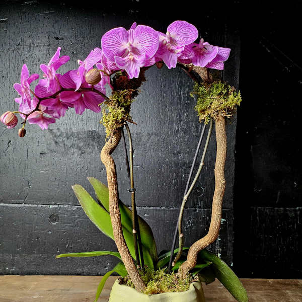 Potted pink orchid arrangement in a pale ceramic planter