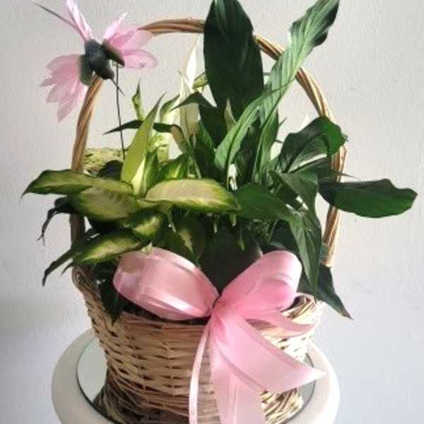 Basket of green houseplants with pink ribbon bows