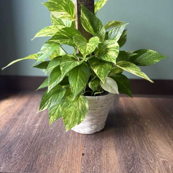 Golden Pothos in Climbing Basket
