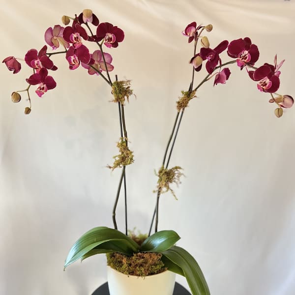 Potted orchid plant with deep pink blooms in a white container