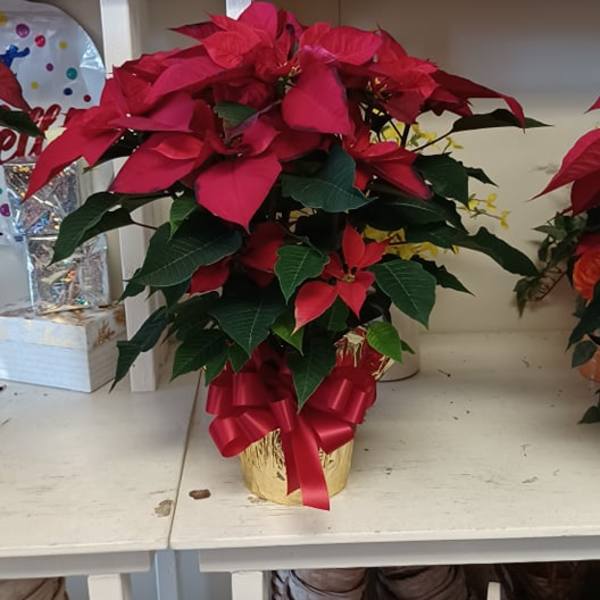 Potted red poinsettia arrangement with a ribbon bow