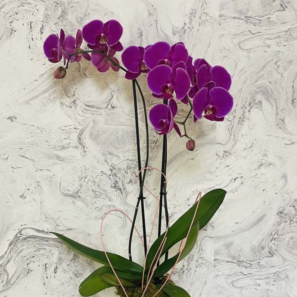 Purple orchids in a white ceramic pot