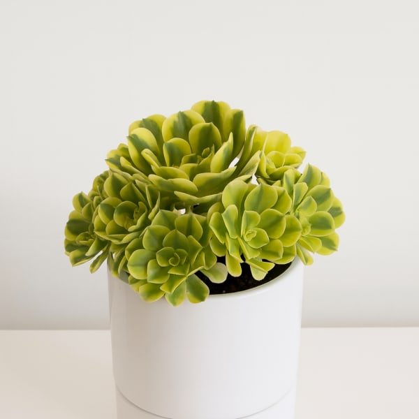 Potted green succulent arrangement in a white container