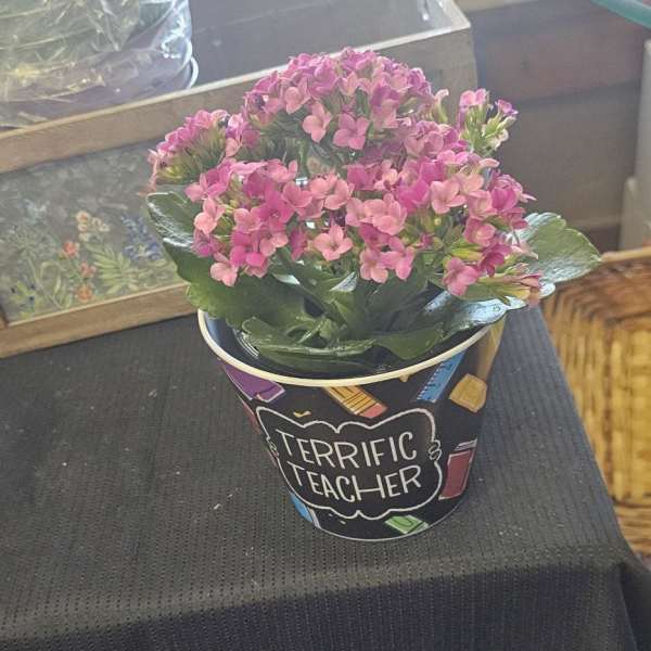 Pink flowering plant in a decorative pot labeled "Terrific Teacher"