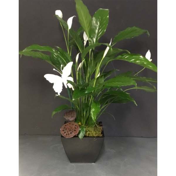Potted peace lily with white blooms in a black square planter