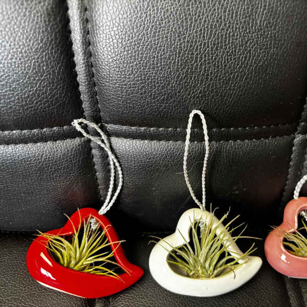 Three heart-shaped hanging planters with small air plants