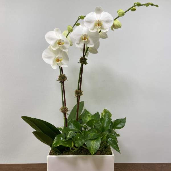 White orchids arranged in a rectangular white planter with green foliage