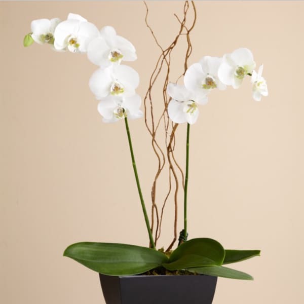 White orchid plant in a black pot with twisting branches