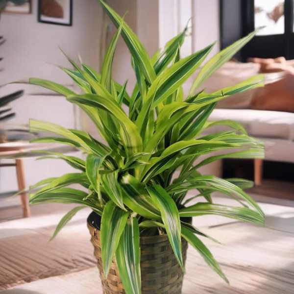 Potted green houseplant in a woven basket planter