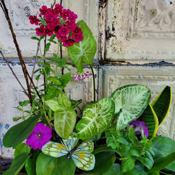 Mixed potted arrangement with bright pink flowers and large green leaves in a wooden planter