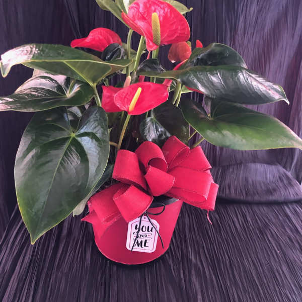 Potted anthurium plant with red blooms and a red ribbon bow