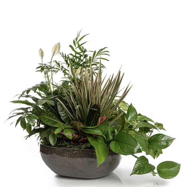 Lush mixed green plant garden in a low dark ceramic bowl
