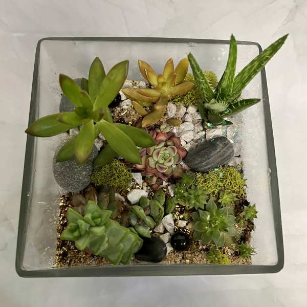 Square glass planter with assorted succulents and decorative stones
