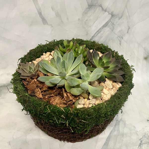 Round succulent arrangement in a moss-covered basket with pebbles