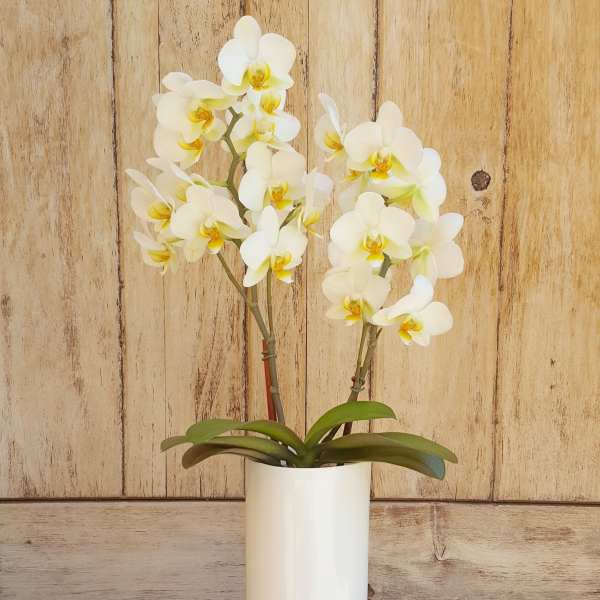 White orchid plant in a tall white vase