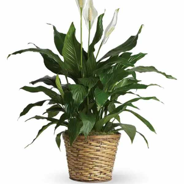 Potted peace lily plant with white blooms in a woven basket