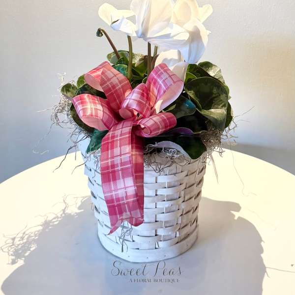 6" White Cyclamen