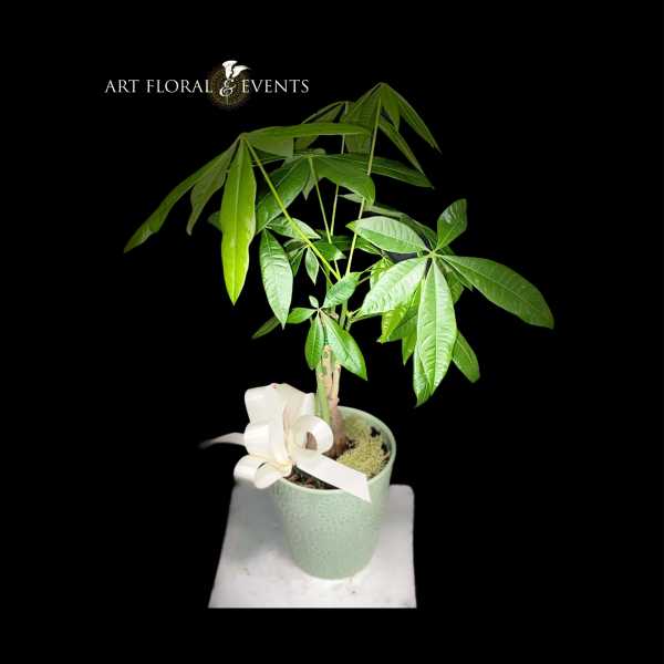 Potted money tree plant with a white ribbon in a pale green pot