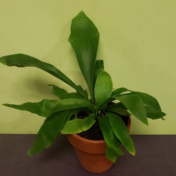 Potted green leafy plant in a terracotta pot