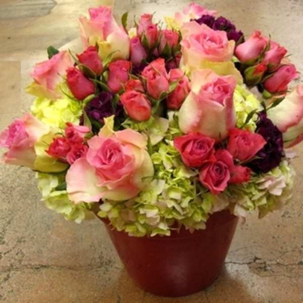 Rounded arrangement of pink roses and spray roses over green hydrangeas in a red pot