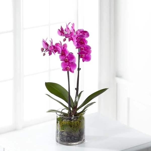 Pink orchid plant in a clear glass vase with moss and stones
