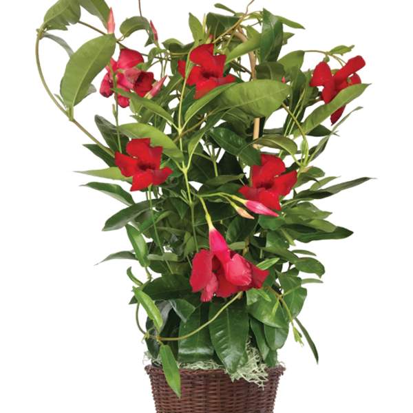 Mandevilla red Plant