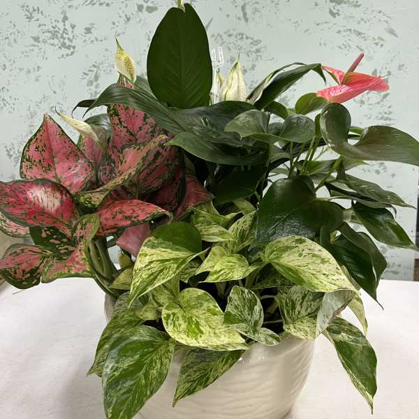 Dish garden with peace lily